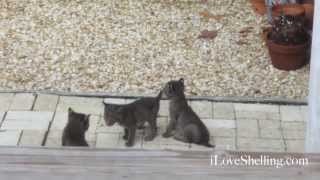 Bobcat Kittens Sanibel Island Florida [upl. by Christoper]