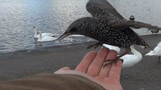 Common Starling  European Starling Sturnus vulgaris [upl. by Eberto910]