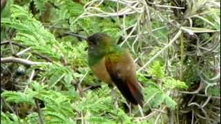 ENDEMIC  ChestnutBellied Hummingbird  Saucerottia castaneiventris Bogota Birding [upl. by Lehcer725]