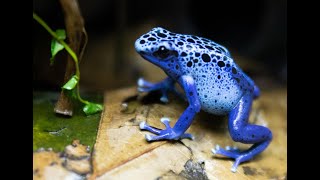 Dendrobates Tinctorius Azureus calling and Courting [upl. by Lonni]