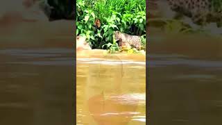 Crocodiles roar with tigers subscribe youtubeshorts [upl. by Edak]