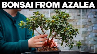 How to Make Bonsai from Azalea🌸EASY [upl. by Aicrag]