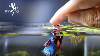 Betta Fish Male VS Female in High Jump [upl. by Shenan]