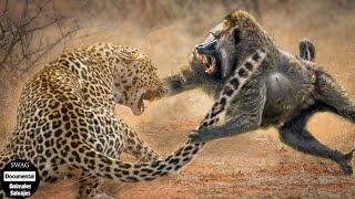 La Emoción De Los Monos Enojó Al Leopardo Y La Horrible Masacre Que Siguió  Animales Salvajes [upl. by Kurtzman]