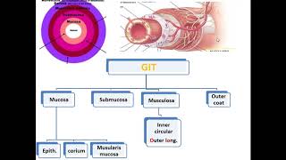 3 Histology of the oesophagus [upl. by Sillek371]