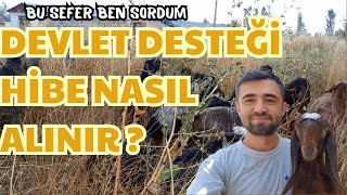 HAYVANCILIKTA DEVLET DESTEĞİ NASIL ALINIR   Küçükbaş Keçi Devlet Destek Ve Hibelerini Soruyorum [upl. by Yasmeen]