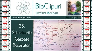 25 Schimburile gazoase respiratorii Transportul sangvin al gazelor Corint [upl. by Luanne]