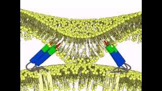 Principles of virus fusion [upl. by Lehcin219]