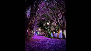 Jacaranda flowers in Johannesburg South Africa rosebank [upl. by Moreland]