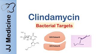 Clindamycin  Bacterial Targets Mechanism of Action Adverse Effects [upl. by Fasto]