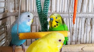 35 Hr Happy Parakeets Eating Singing Playing Budgies Chirping Reduce Stress of lonely Bird Videos [upl. by Micro321]