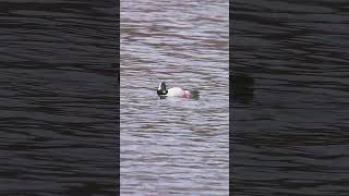 🦆🦆 Bufflehead Ducks  Morning Serenity Bufflehead Ducks at Play wildlife nature [upl. by Ehtyaf863]