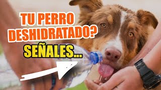 🐶SEÑALES de Advertencia ⚠️De DESHIDRATACIÓN en PERROS [upl. by Cissiee704]