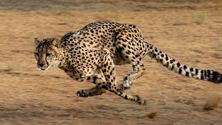 cheetah running full speed [upl. by Hartfield]