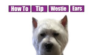 How To Tip Westie Ears [upl. by Lukas]