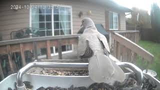 10242024 Flathead Valley Bird Cam [upl. by Pascia396]