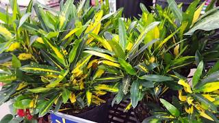 5 tips to take care of a Croton Plant  Donna Joshi [upl. by Prochoras235]