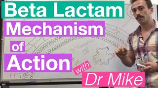 βlactam  Mechanism of Action and Resistance [upl. by Nala]