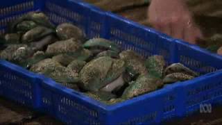 Onshore Abalone The risks and rewards of onshore abalone farming [upl. by Maloy]