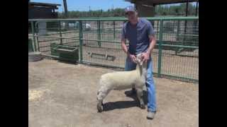 Sheep amp Goat Showmanship The 4 Step Process [upl. by Ydnic]