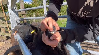 Separating lambs and there mother’s [upl. by Middlesworth]