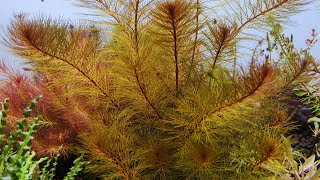 Myriophyllum Tuberculatum  look like tree aquarium plant  How I grow it [upl. by Nylyoj]