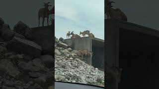 Barbary Sheep on Rocky Terrain  African Lion Safari Adventure [upl. by Adelind791]