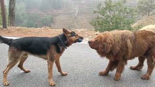 Rottweiller vs German shepherd 😱😱 rott gsd [upl. by Laina]