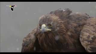 Golden Eagle Flying Through Snow [upl. by Roane378]