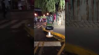 Un árbol ahuehuete en la ciudad de México [upl. by Enedan]