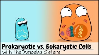 Prokaryotic vs Eukaryotic Cells Updated [upl. by Flossy458]