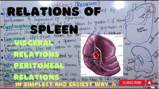 Relations of SPLEEN  spleen anatomy  Part 2 ayeshamedicaleducation [upl. by Ainoet]