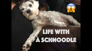 Life with a Schnoodle  part 3 [upl. by Esac699]