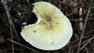 4K Amanita phalloides Mushroom Identification [upl. by Aramenta721]