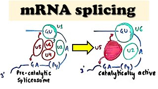 mRNA Splicing  mRNA posttranscriptional processingmodifications  What is alternative splicing [upl. by Mahda]