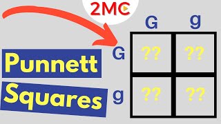 Punnett Square Basics  Mendelian Genetic Crosses [upl. by Chastity]