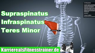 AuÃŸenrotatoren Supraspinatus Infraspinatus Teres Minor Ansatz Ursprung Funktion Dehnung Anatomie [upl. by Nosae912]