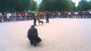 Polizei Hundestaffel Personenspürhund  Police dog unit Mantrailer [upl. by Anabel]