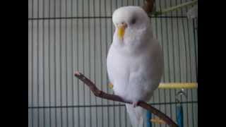 coconut the budgie singing [upl. by Moitoso343]