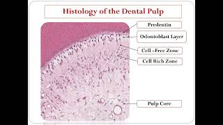 Histology of Pulp [upl. by Morville]