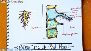 Root hair diagram how to draw root hair step by step root hair drawing structure of root hair [upl. by Tatman964]