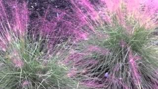 Muhlenbergia capillaris  Pink Muhly Grass [upl. by Hadeehsar]