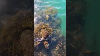 Swimming with Wild Green Sea Turtles📍Big Island Hawaii 🏝️ 💙 [upl. by Howzell]