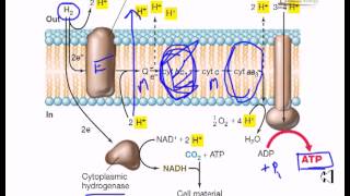 Electron flow in hydrogen oxydizing bacteria [upl. by Palestine]