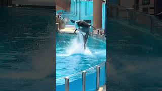 BIG SPLASH Orca Show at Sea World seaworld orcaencounter seaworldorlando [upl. by Arodoeht]