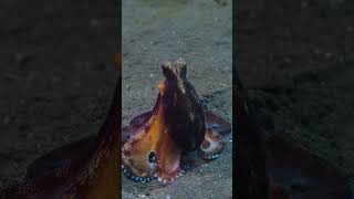 Octopus On the Hunt  Secrets of the Octopus [upl. by Howe]