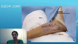 Canine Intraarticular Injection Technique  A Detailed Guide for Veterinary Surgeons [upl. by Nelyaw731]