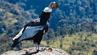 EL CONDOR DE LOS ANDES  Parque Puracé Sur de Colombia [upl. by Sinnod542]