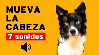 7 SONIDOS para PERROS para que MUEVAN la CABEZA  Garantizado [upl. by Argile]