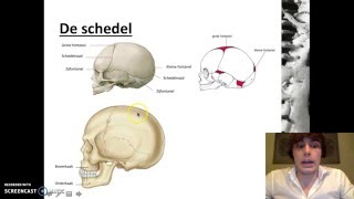 Stevigheid en beweging  Het skelet van de mens [upl. by Urbani]